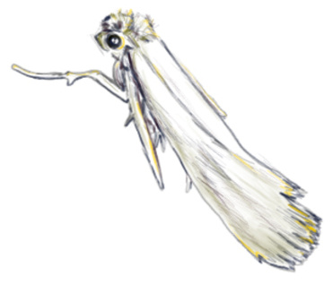 Design: La Mite, Une mite en teintes très douces, pour un imprimé "insecte" original.