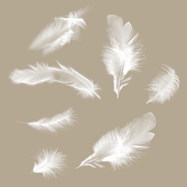 Design: Plumes des Anges, 