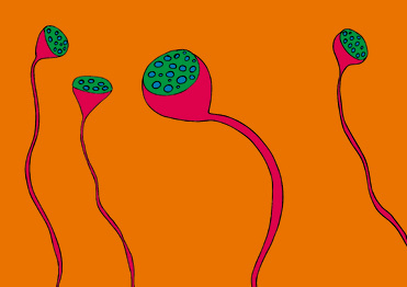 Design: pavot orange, 