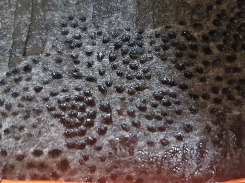 Design: petits trous, 