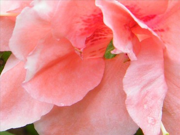 Design: chackra du coeur , fleur du jardin prise en très gros plan et recadrée. Symbolisant par sa couleur une des qualités du centre énergétique du coeur, selon la philosophie du yoga.