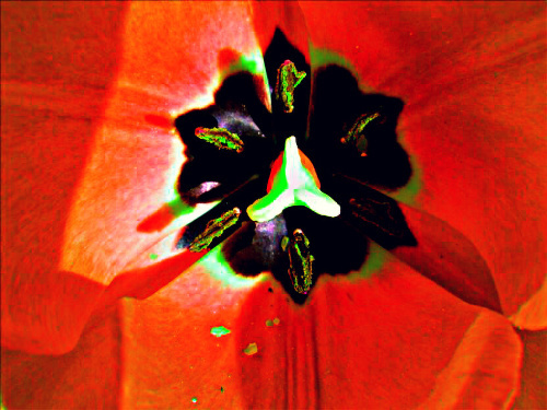 Design: Les 3 gunas, cœur de fleur du jardin, photo  personnelle retravaillée.
symbolisant les 3 énergies de la Nature selon le yoga.