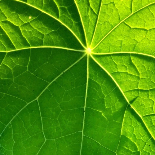 Design: énergie vitale, feuilles vertes au printemps en plein soleil. A partir d'une photo originale retravaillée.