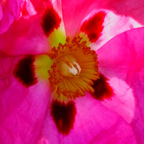 Design: Ciste provençale, phot personnelle retravaillée. Ciste rose de Provence