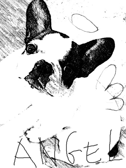 Design: Angel, phot personnelle bébé bouledogue français. En noir et blanc. Motif pour coussin ou tote bag. 35x45 cm environ.