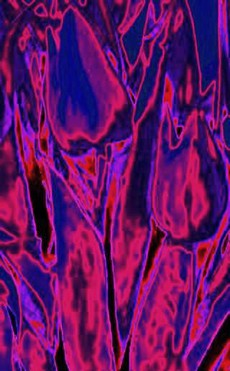 Design: Tulipe stylisée, 