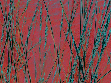 Design: Graf gris/ fond rouge, 