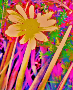 Design: Fleur jaune d'or, 