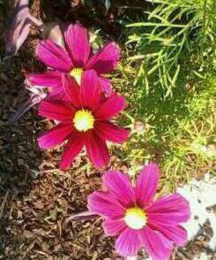 Design: Fleurs rose, 